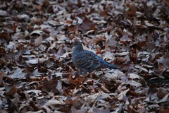 096＿枯葉を歩く