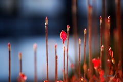 114_マッチを点して