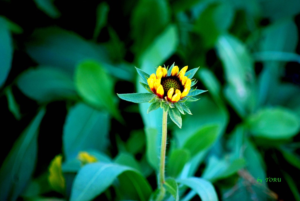 084＿向日葵の子