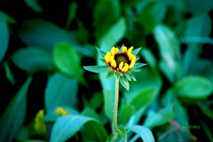 084＿向日葵の子