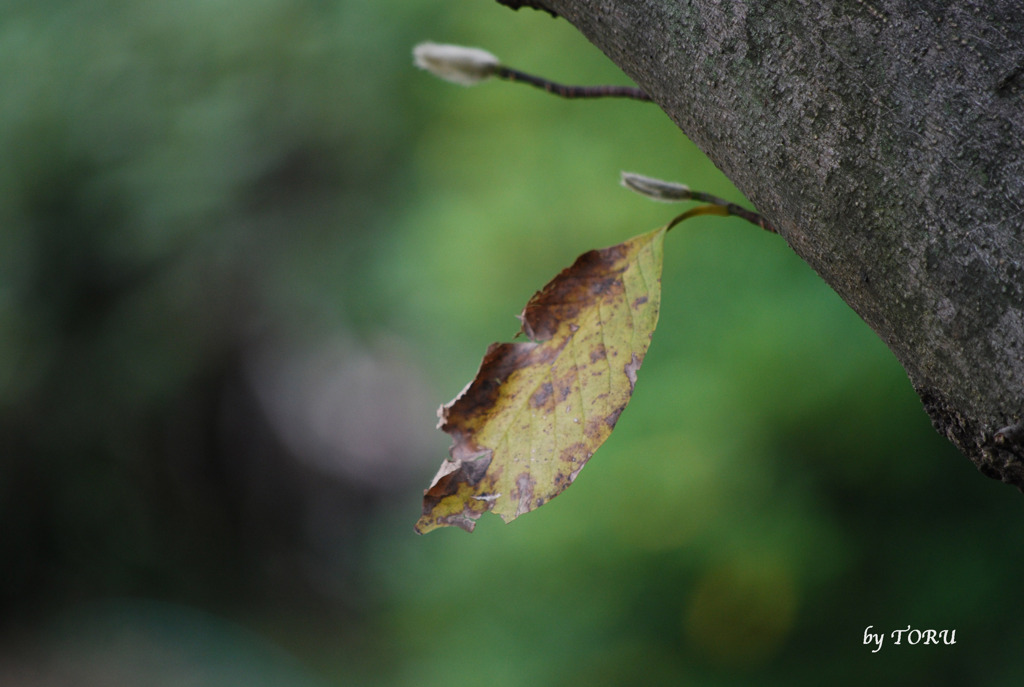 009＿最後の一葉に