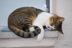 022_ノラ猫の休息