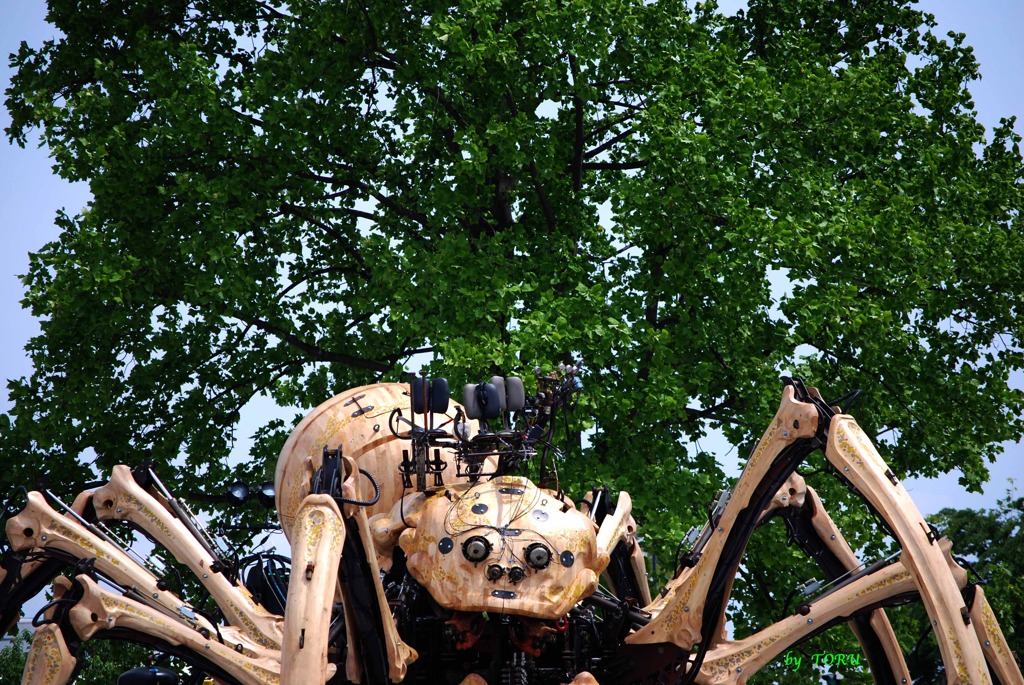 169_横浜港のクモ