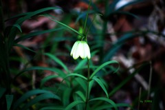 140_妖精のランプ