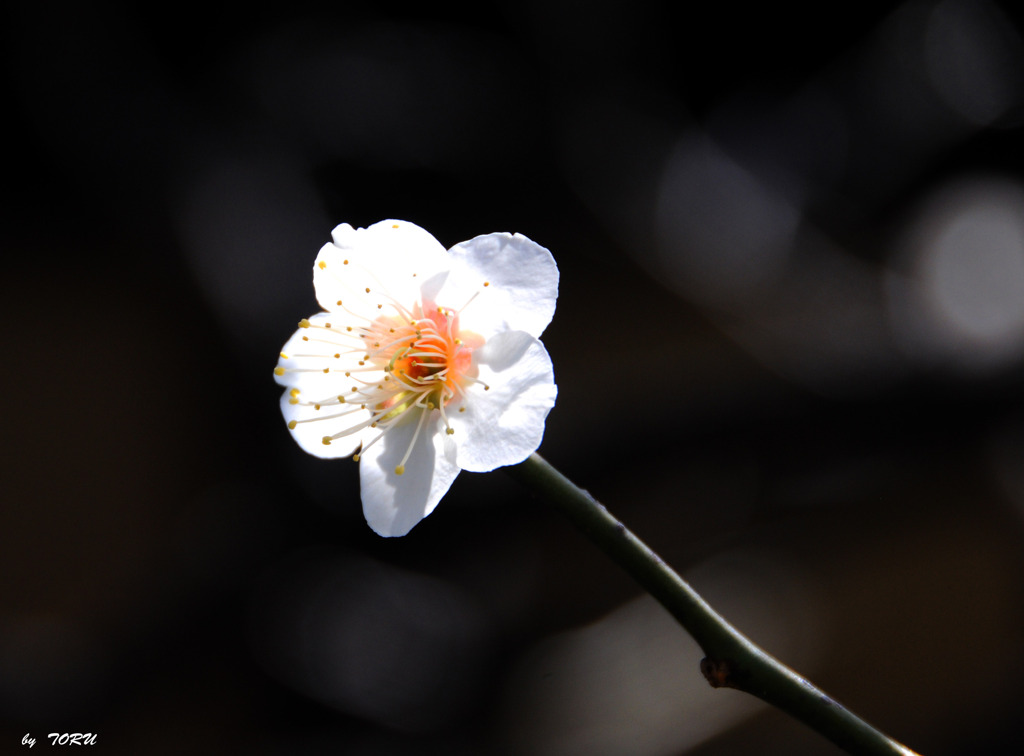 545_一華