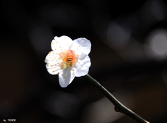 545_一華