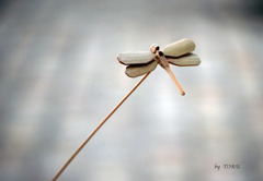 037_竹とんぼ