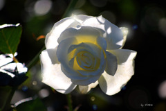256_ROSE (2)