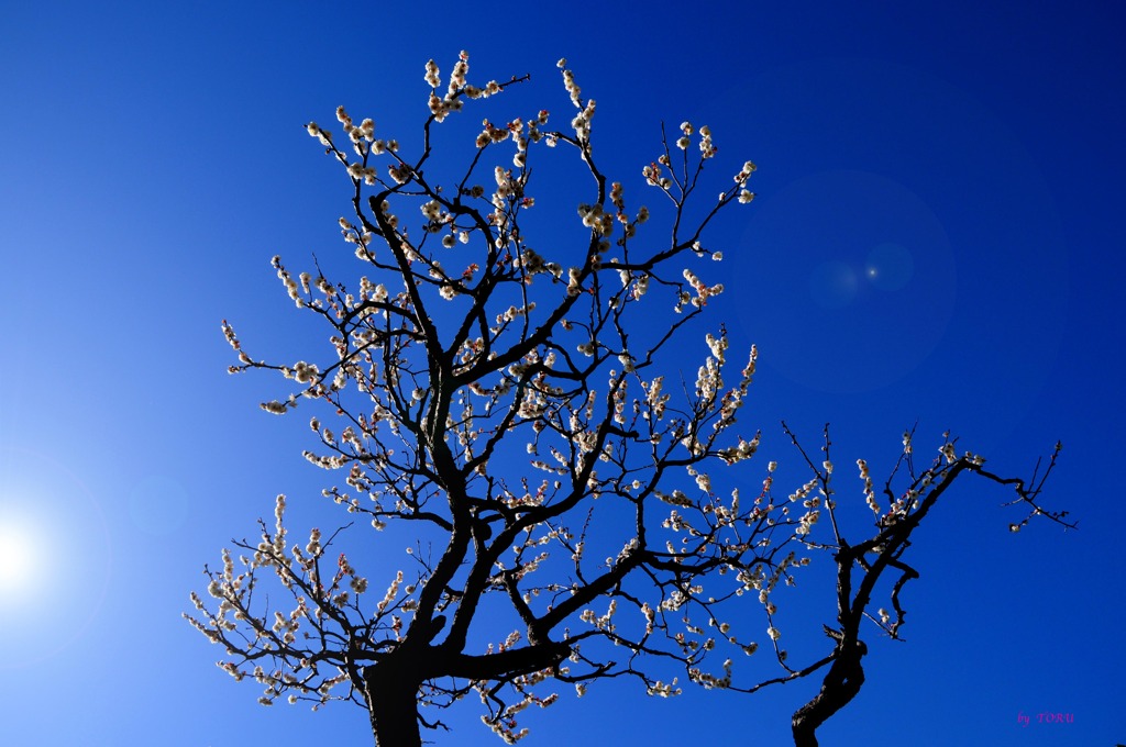 295_梅に空