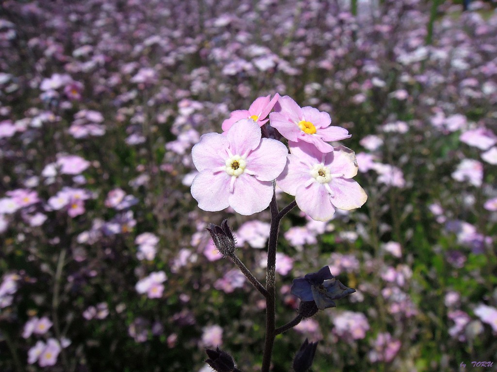 625_勿忘草