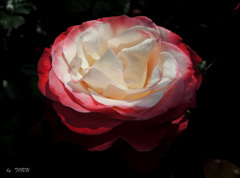 706_ROSE