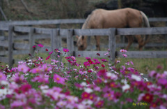 033_タテガミの幸福