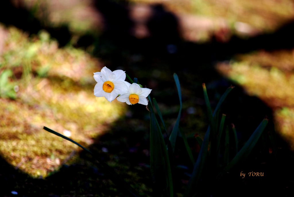 123＿光りを求めて