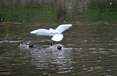 053_両手（羽）を広げて