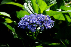 347_紫陽花(2)