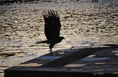 119＿トンビの飛翔