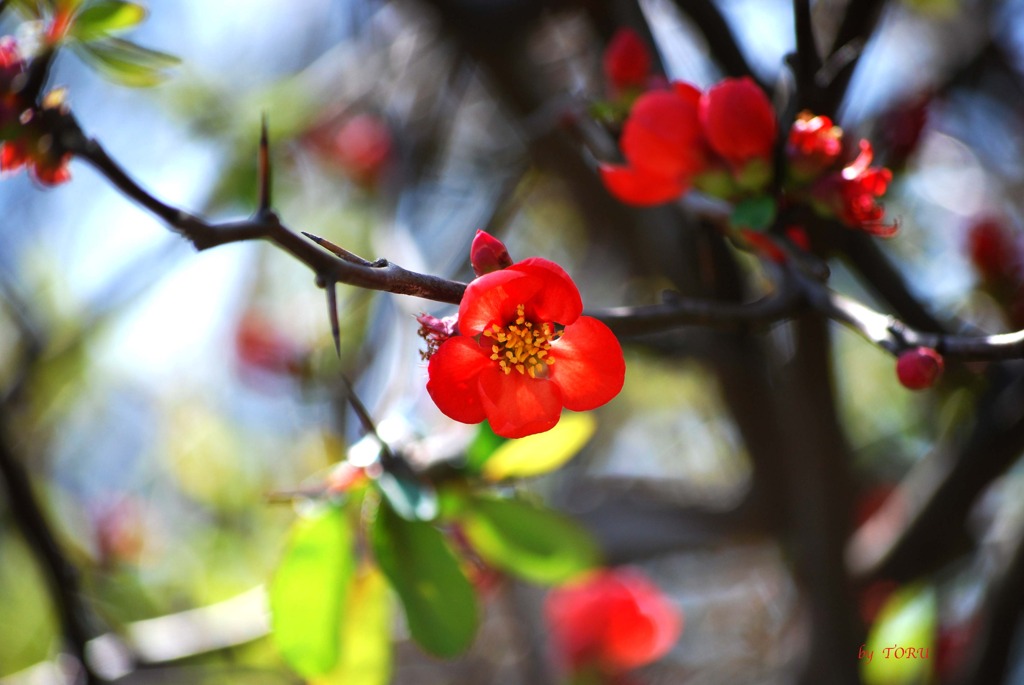 171＿朱より赤く