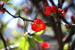 171＿朱より赤く