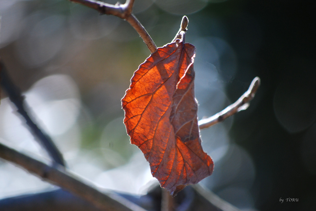 287_枯葉