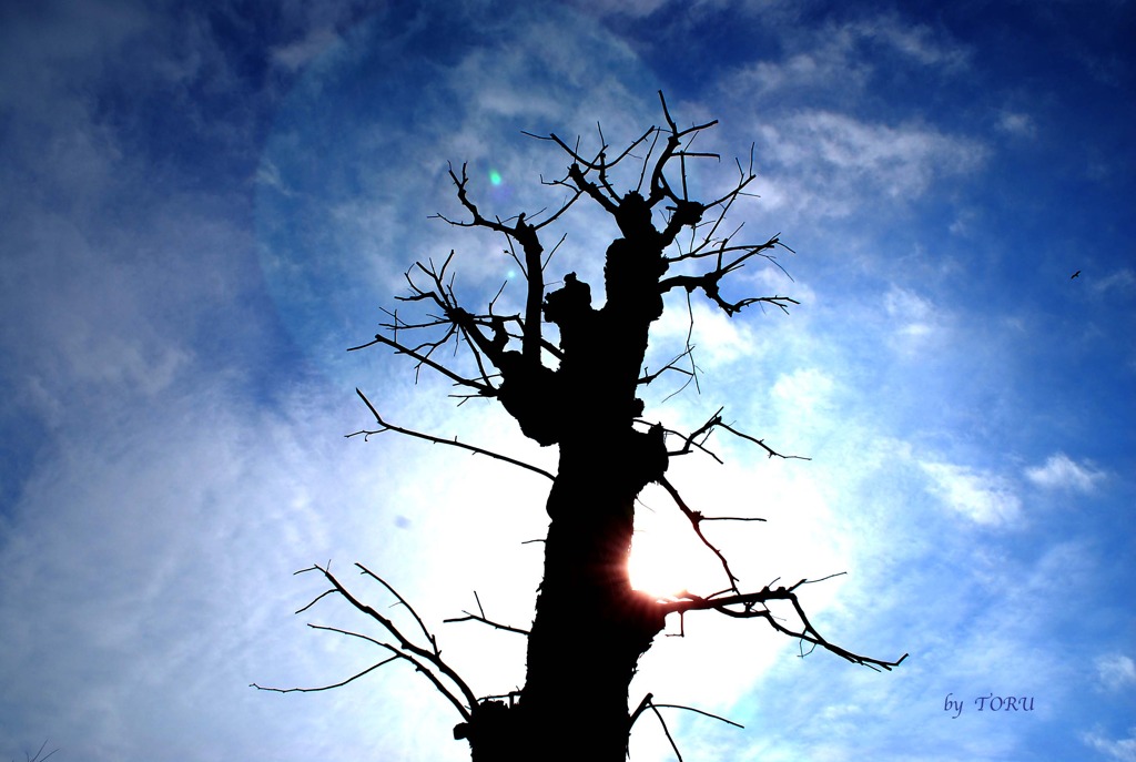 127＿バビルの木