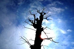 127＿バビルの木