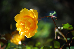 270_黄色い薔薇