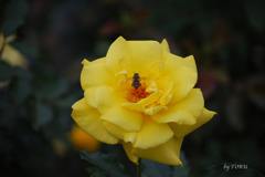 003＿羽ばたいて