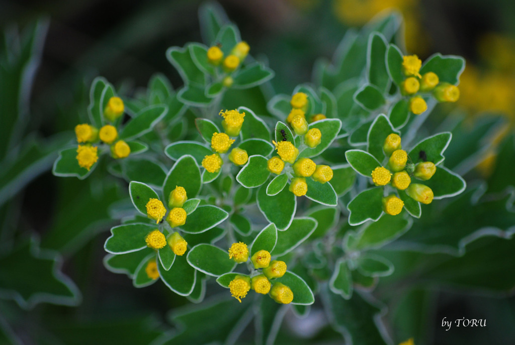 023_アリの隠れんぼ