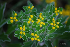 023_アリの隠れんぼ