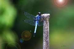 210_とんぼ