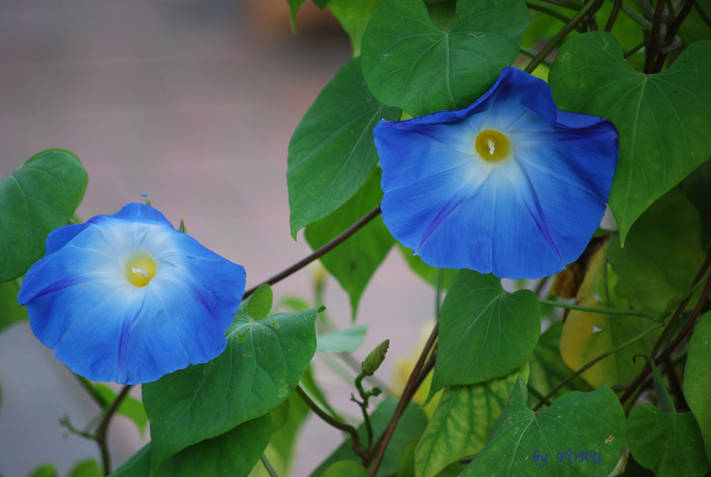 007＿明日の朝は