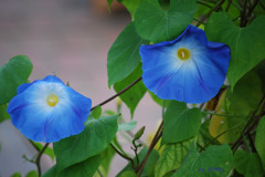 007＿明日の朝は