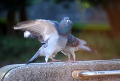 060_キス キス キス