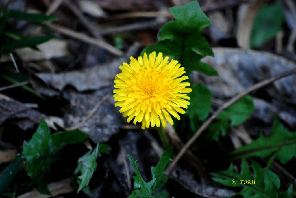 066_枯葉とタンポポ