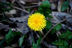 066_枯葉とタンポポ