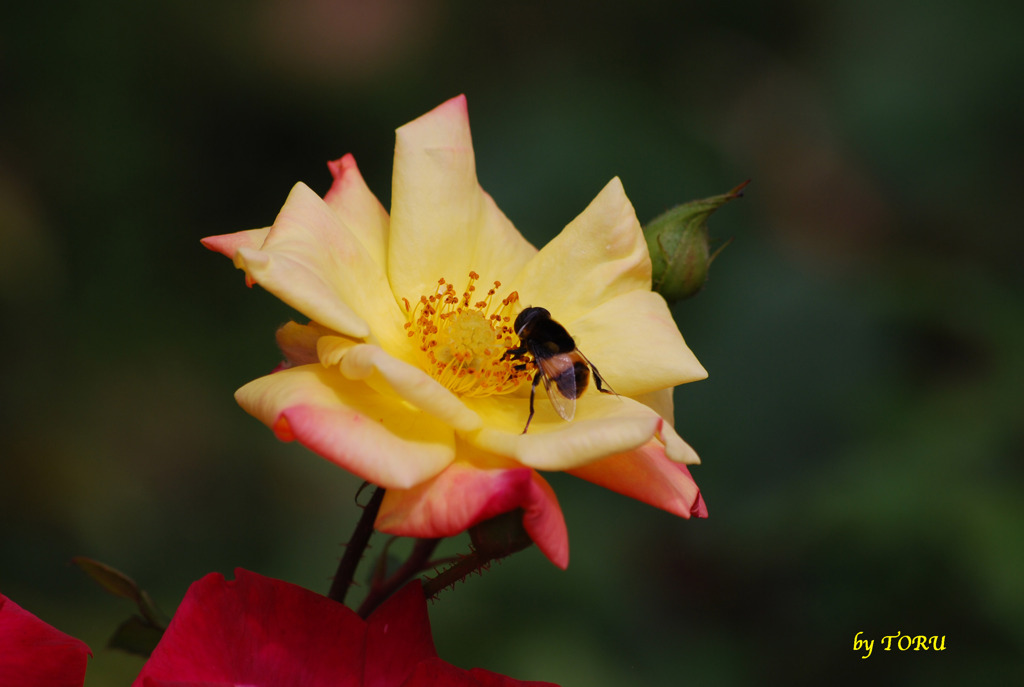 008＿大好物だから