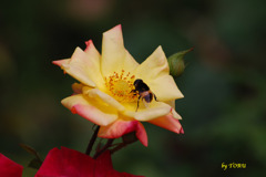 008＿大好物だから