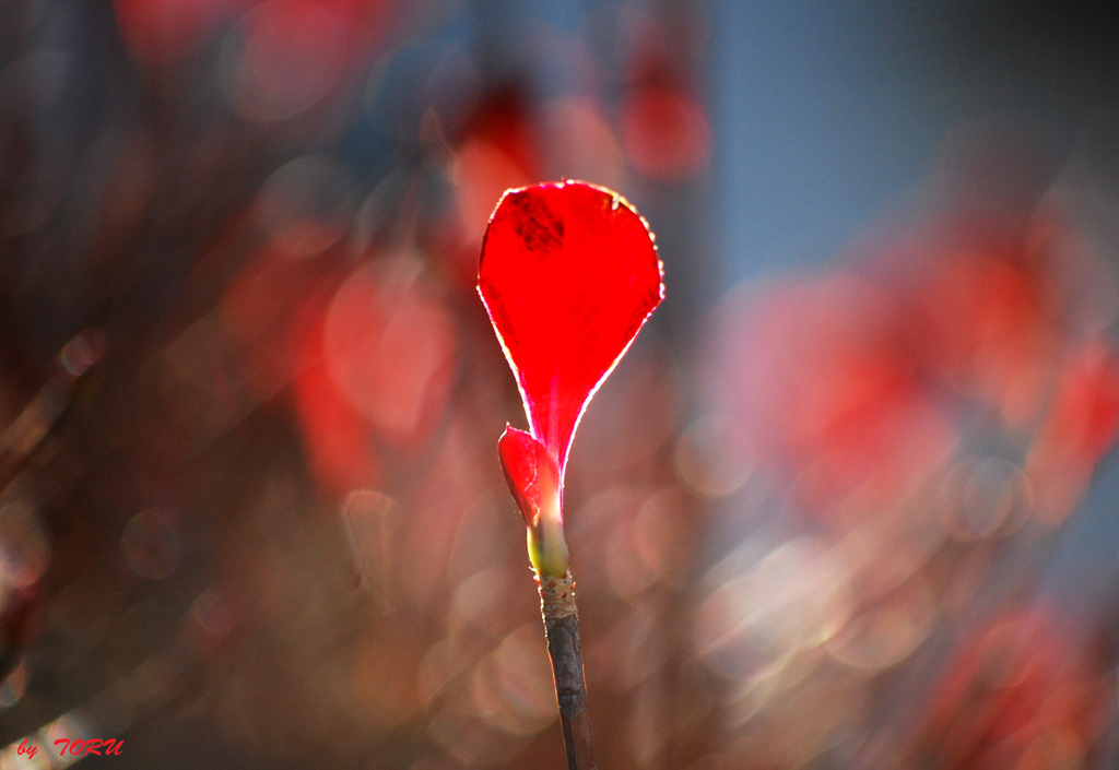 555_PASSION