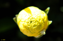 536_TRUE COLORS