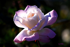 255_ROSE (1)