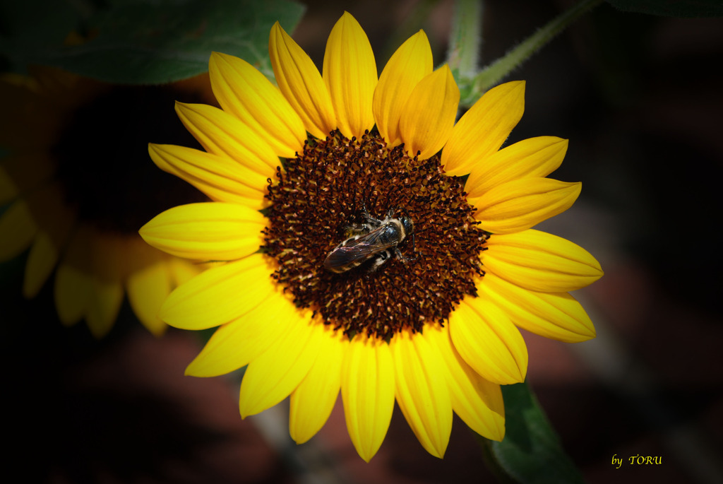 251_向日葵