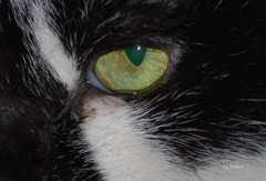 038_狩人の眼差し