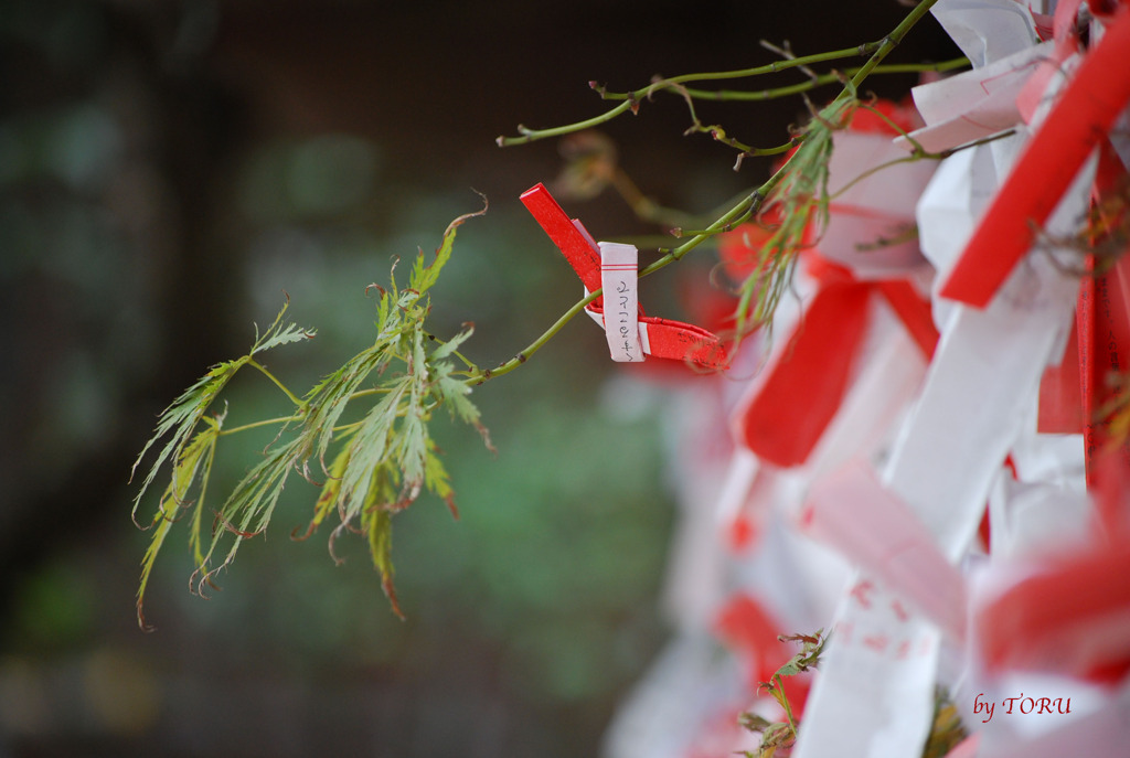 019_願いを結んで