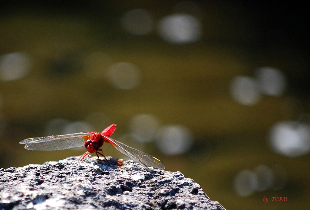 224＿赤とんぼ