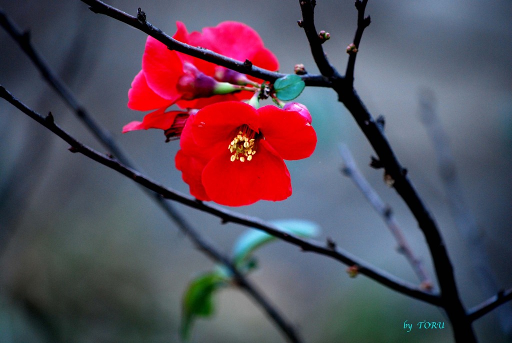 083＿冬の華