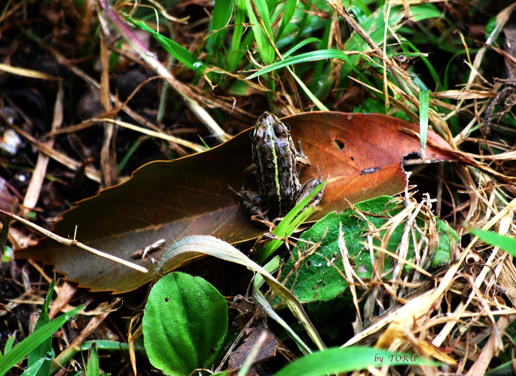 208＿かくれんぼ