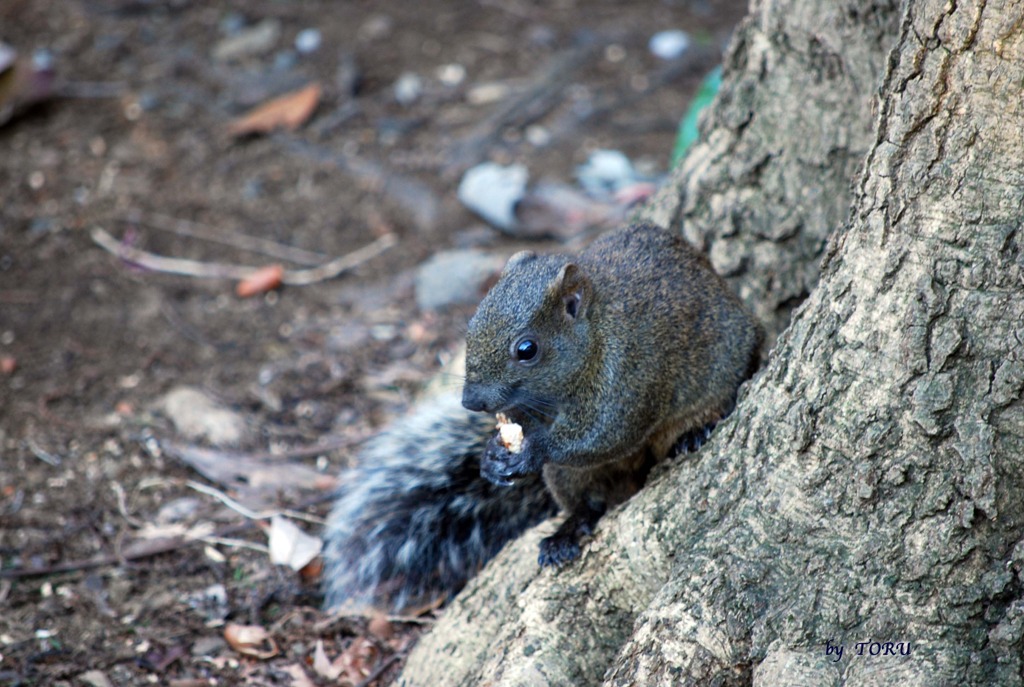 077_不思議の国の野リス