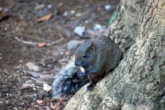 077_不思議の国の野リス