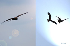 031_タンデム飛行(大空へ）