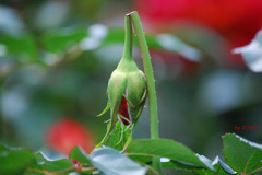 010＿他人（ひと）の痛み